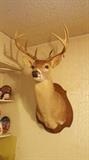 White Tail Deer Mount Trophy