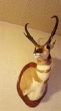Pronghorn Antelope Trophy Mount