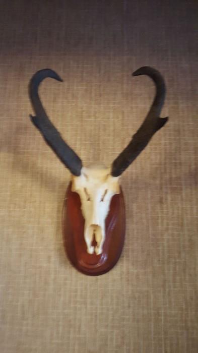 Ponghorn Antelope Trophy Mount New Mexico