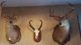 White Tail Deer and Ponghorn Antelope Skull Mount