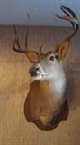 White Tail Deer Trophy Mount