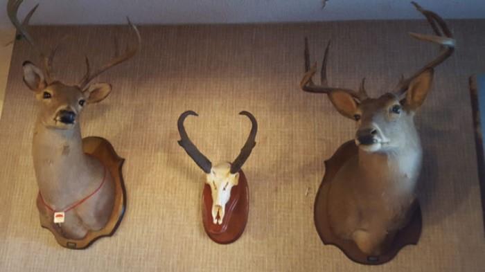 White Tail Deer, Ponghorn Antelope Skull Trophy Mounts