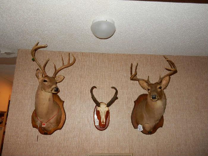 Deer Mount Collection
