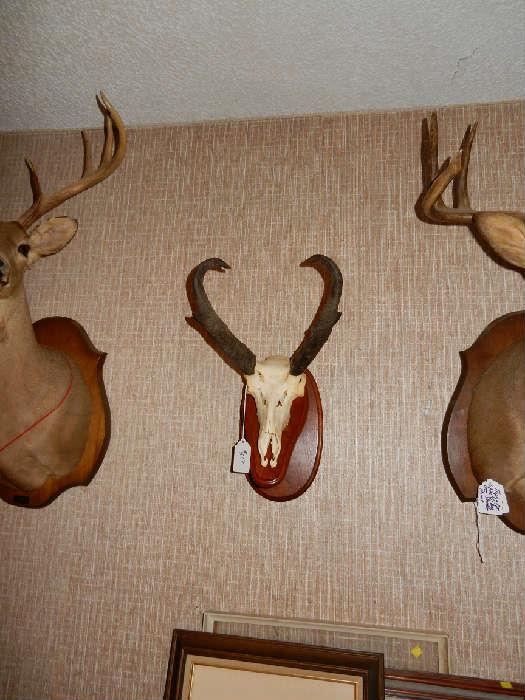 Ponghorn Antelope Deer Trophy Mounts