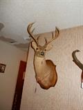 White Tail Deer Trophy Mount