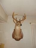 White Tail Deer Trophy Mount