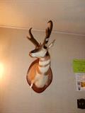 Ponghorn Antelope Trophy Mount New Mexico