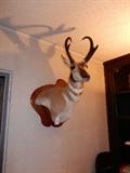 Ponghorn Antelope Trophy Mount
