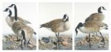 Lot 20: AMY BRACKENBURY, (American, born 1953), Duck Triptych, Oil on canvas (three works), H 42 x W 30 inches