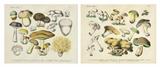 Lot 63: KARL HOFFMAN, (German, late 19th century), Mushroom Botanical Prints, Hand colored lithographs (two works), Each: H 12½ x W 15¾ inches