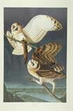 Lot 64: JOHN JAMES AUDUBON, (American, 1785-1851), Barn Owl, Color offset print, H 39 x W 26 inches