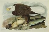 Lot 65: JOHN JAMES AUDUBON, (American, 1785-1851), White-Headed Eagle, Color offset print, H 26 x W 39 inches