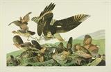 Lot 66: JOHN JAMES AUDUBON, (American, 1785-1851), Virginian Partridge, Color offset print, H 26 x W 39 inches