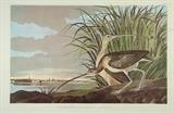 Lot 67: JOHN JAMES AUDUBON, (American, 1785-1851), Long-Billed Curlew, Color offset print, H 26 x W 39 inches