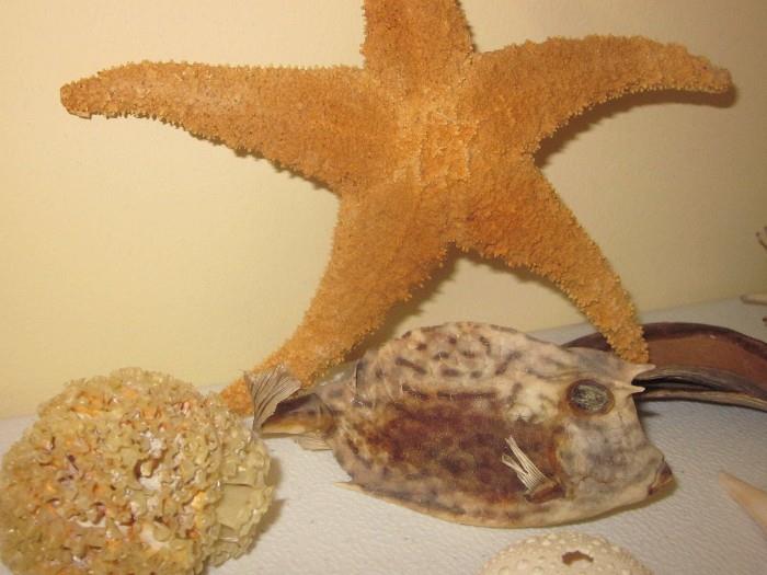 Sea Shells, Dried sea creatures, puffer fish, sponge, star fish, silver dollars, 