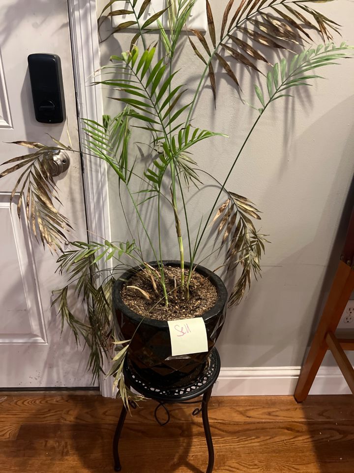 South City Home Move Out Sale