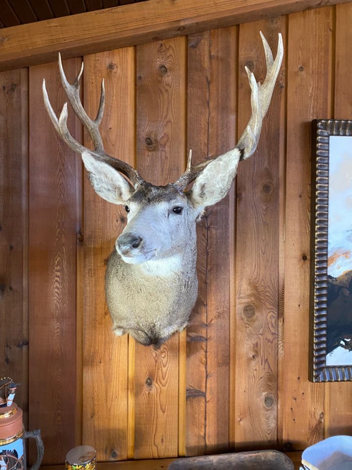 FRANKFORT ONLINE TAXIDERMY SALE