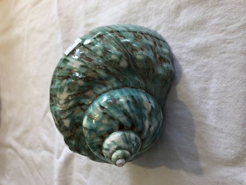 Turquoise seashell