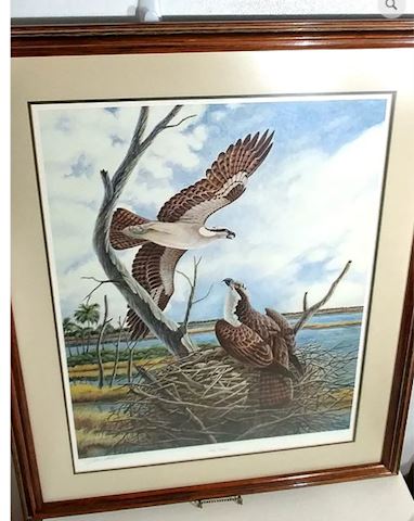 Osprey Signed Print