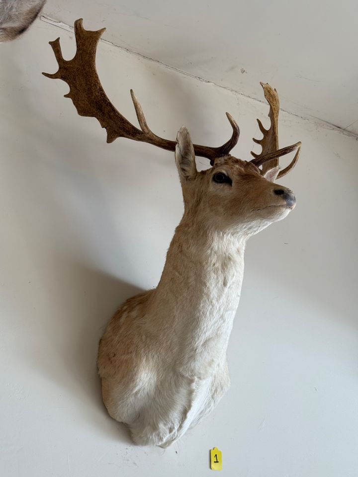 Taxidermy, Tools and Treadmills! by Paxem