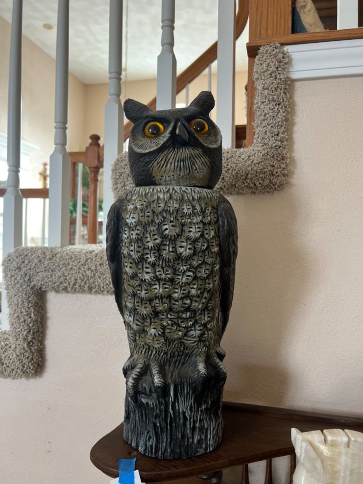 F 1672: Owl Bidding Ends 2 1 $4.00 