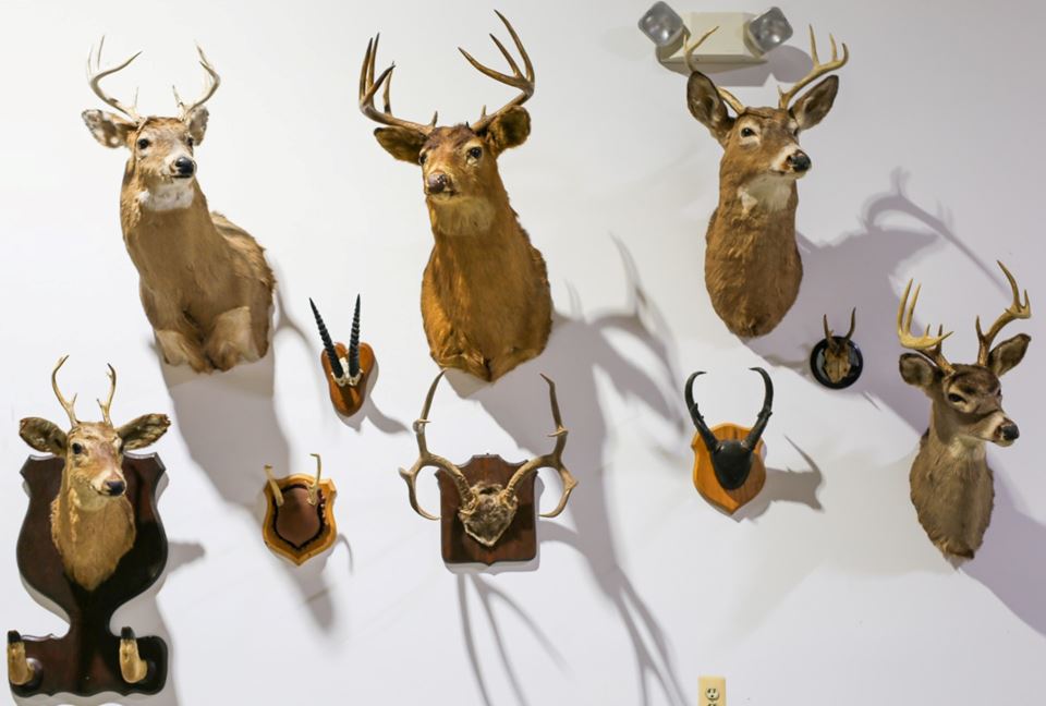 Beautiful High-end Art & Taxidermy Online Estate Sale