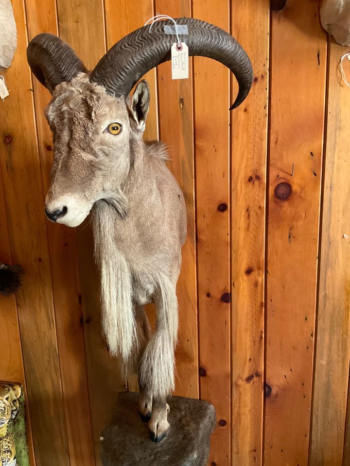 From Africa to Inman - Final Reduction - Taxidermy and MORE
