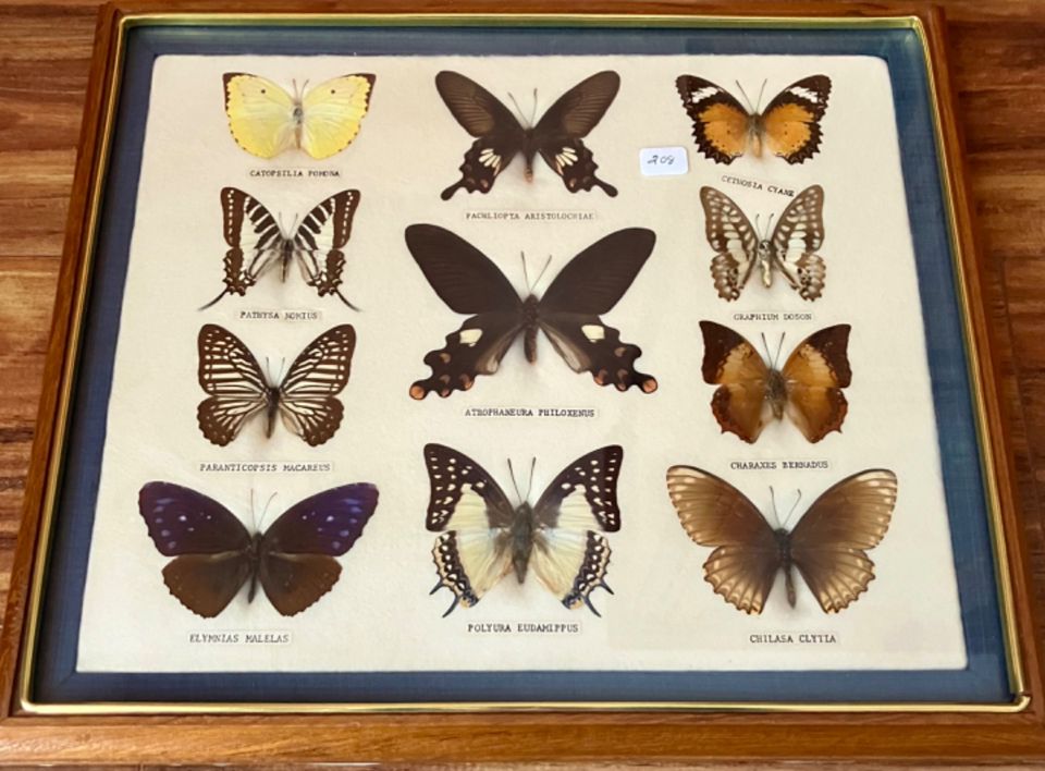 A Worldwide Collector in Maple Ridge Online Auction