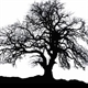Black Oak Estates Logo