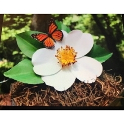 Cherokee Rose Estate Sales Logo