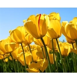 Precious Memories Estate Sale Logo