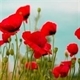 Poppy Estate Sales Logo
