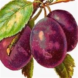 Purple Plum Estate Liquidators Logo