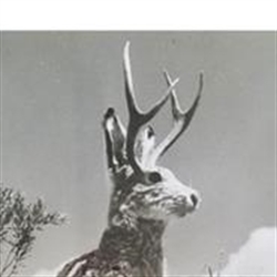 Jackalope Estate Sales LLC Logo