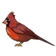 Cardinal Estate Sales Logo