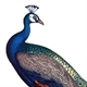 Happy Hour Antiques & Auctions Logo