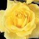 Yellow Rose Estate Sales LLC Logo