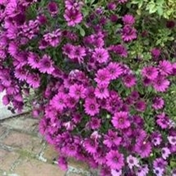 Avenue Antiques Logo