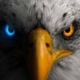 Eagle Eye Estates Logo