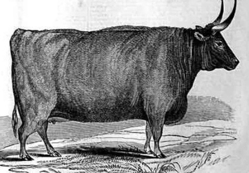 Silk Ox Antiques & Estates Logo