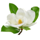 The Steal Magnolias Logo