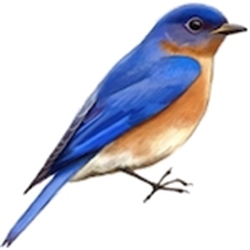 Bluebird Estate Sales, LLC Logo