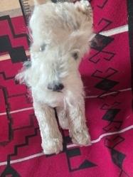 Past Presents & Paws Act 2 LLC Logo