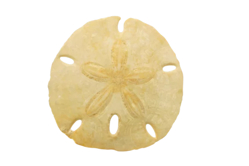 Sand Dollar Estate Sales Services LLC Logo