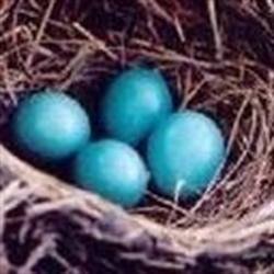 Robin&#39;s Nest