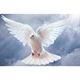 Dove Estate Sales Logo